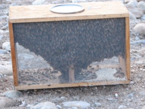 Package of bees